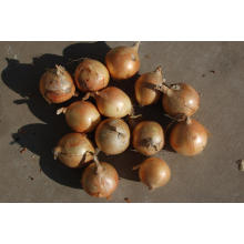 Export Good Quality Fresh Chinese Yellow Onion